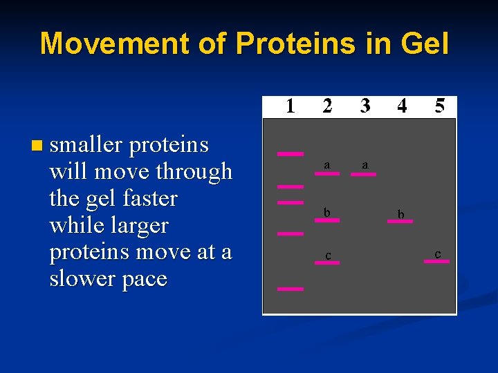 Movement of Proteins in Gel n smaller proteins will move through the gel faster