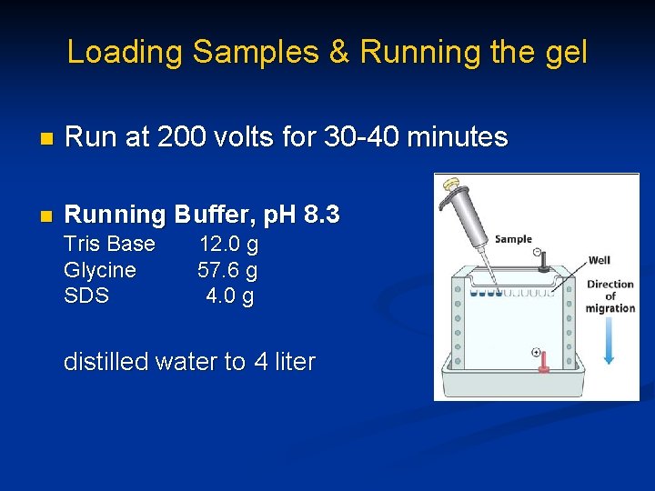 Loading Samples & Running the gel n Run at 200 volts for 30 -40