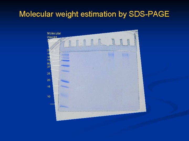 Molecular weight estimation by SDS-PAGE Molecular Weight Standard 250 KD 150 100 75 50