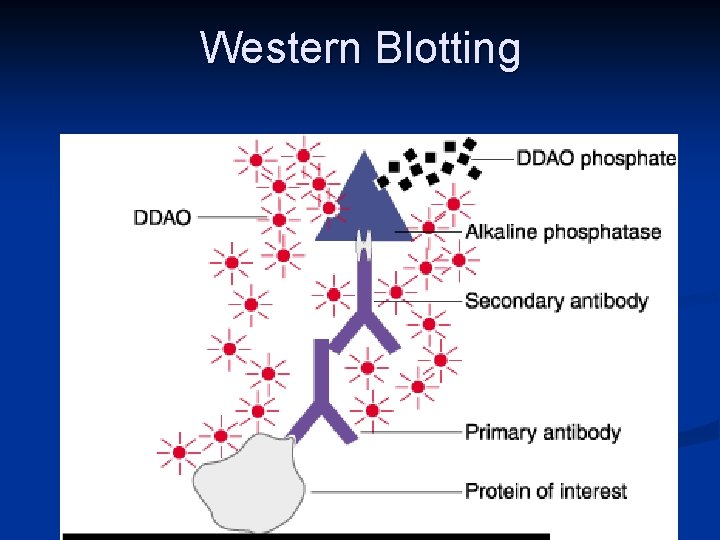 Western Blotting 
