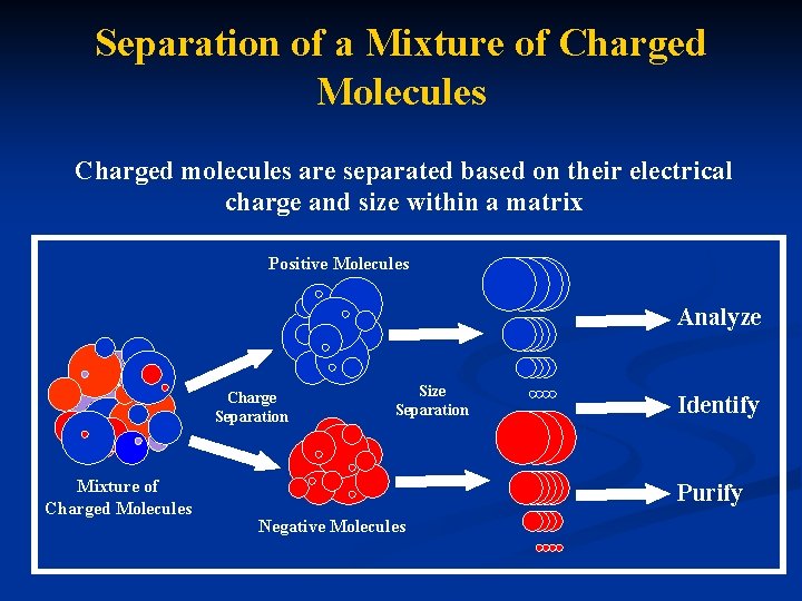Separation of a Mixture of Charged Molecules Charged molecules are separated based on their