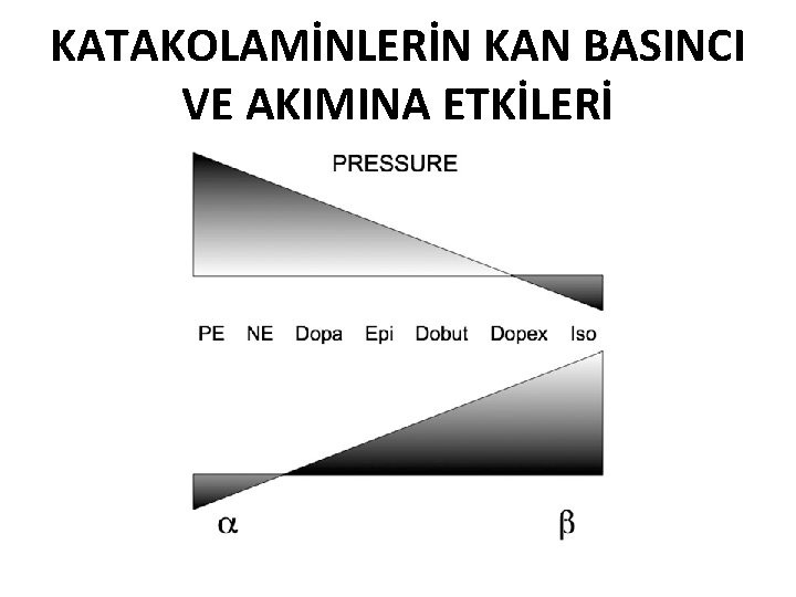 KATAKOLAMİNLERİN KAN BASINCI VE AKIMINA ETKİLERİ 