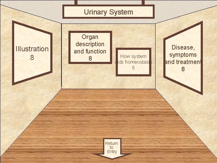 Urinary System Organ Illustration 8 description and function 8 How system aids homeostasis 8