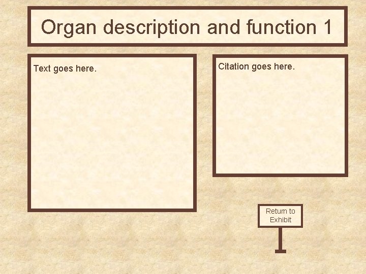 Organ description and function 1 Text goes here. Citation goes here. Return to Exhibit