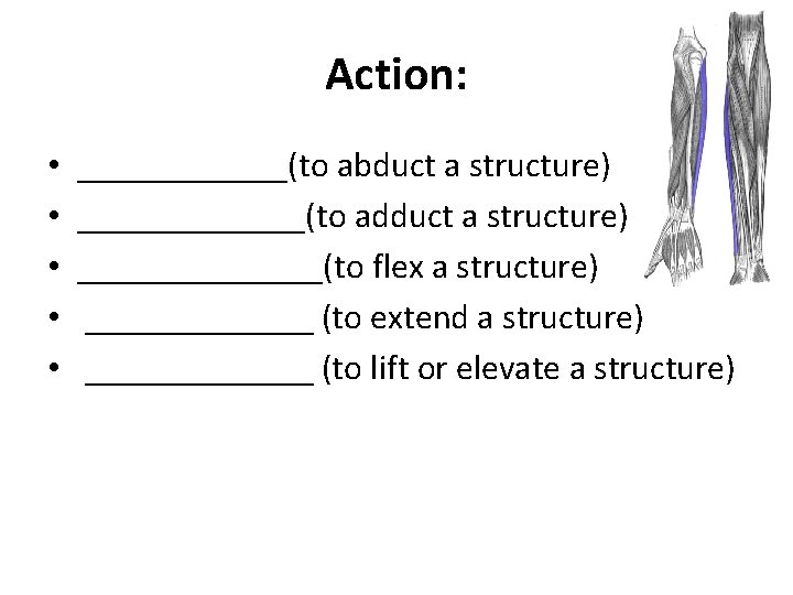 Action: • • • ______(to abduct a structure) _______(to adduct a structure) _______(to flex
