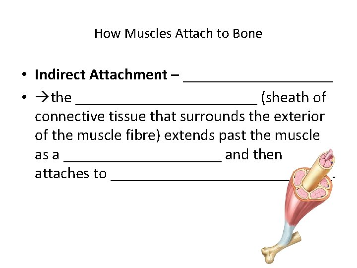 How Muscles Attach to Bone • Indirect Attachment – __________ • the ____________ (sheath