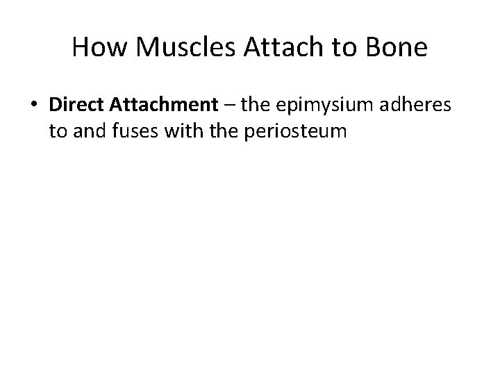 How Muscles Attach to Bone • Direct Attachment – the epimysium adheres to and