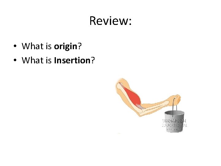 Review: • What is origin? • What is Insertion? 