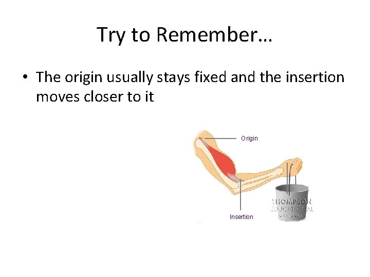 Try to Remember… • The origin usually stays fixed and the insertion moves closer