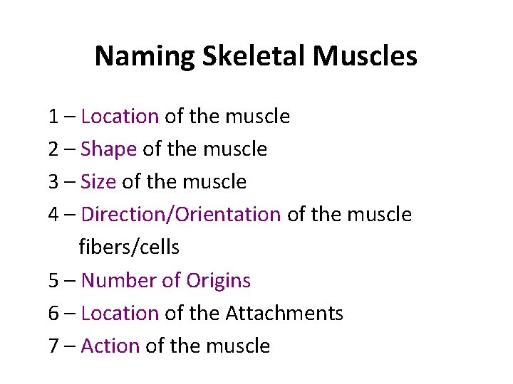 Naming Skeletal Muscles 1 – Location of the muscle 2 – Shape of the