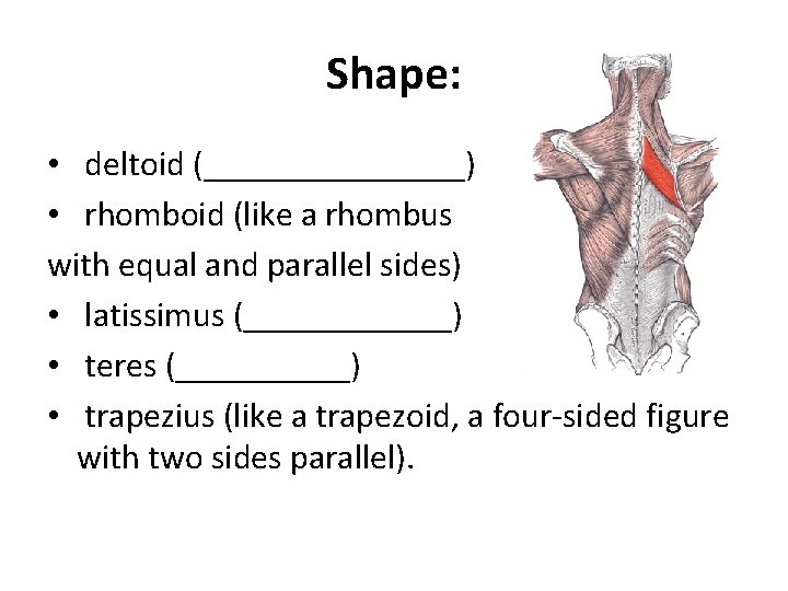 Shape: • deltoid (________) • rhomboid (like a rhombus with equal and parallel sides)