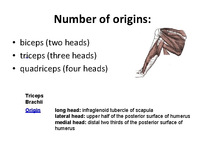Number of origins: • biceps (two heads) • triceps (three heads) • quadriceps (four