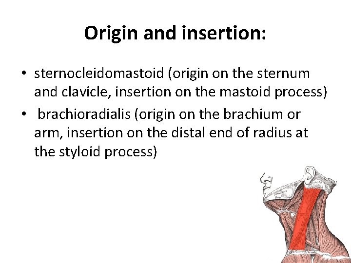 Origin and insertion: • sternocleidomastoid (origin on the sternum and clavicle, insertion on the