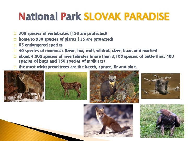 National Park SLOVAK PARADISE � � � 200 species of vertebrates (130 are protected)