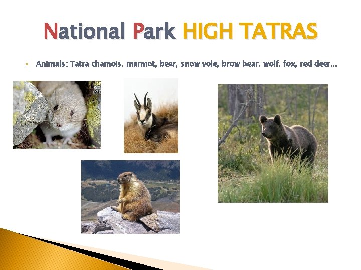 National Park HIGH TATRAS • Animals: Tatra chamois, marmot, bear, snow vole, brow bear,