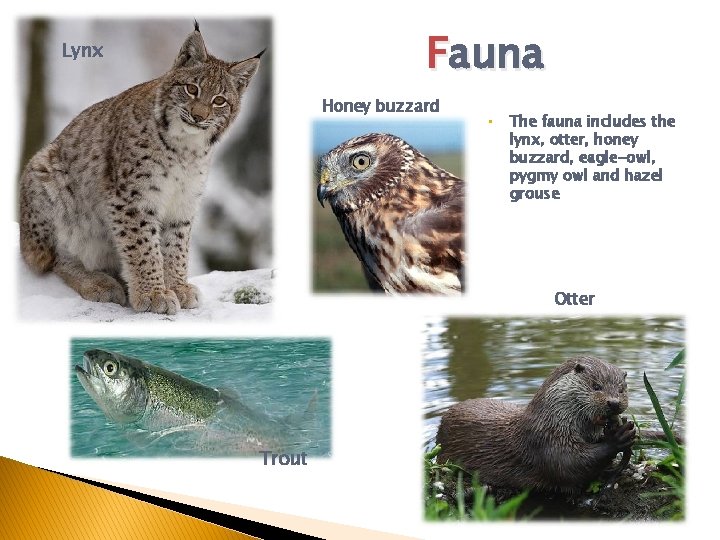 Fauna Lynx Honey buzzard • The fauna includes the lynx, otter, honey buzzard, eagle-owl,