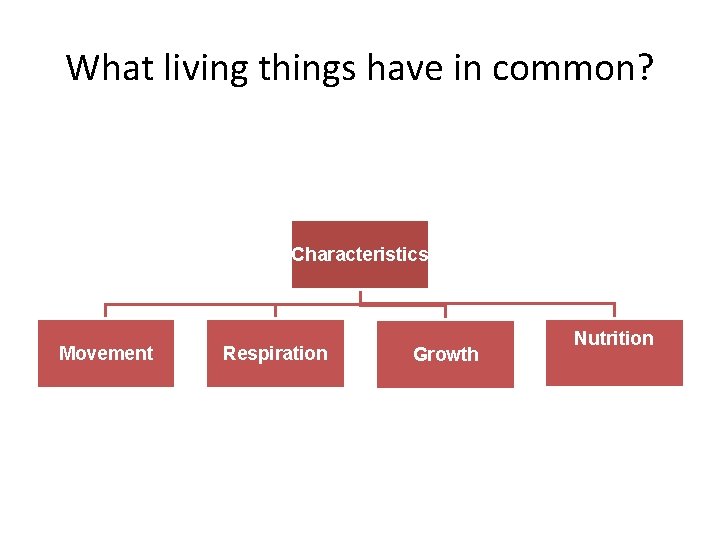 What living things have in common? Characteristics Movement Respiration Growth Nutrition 