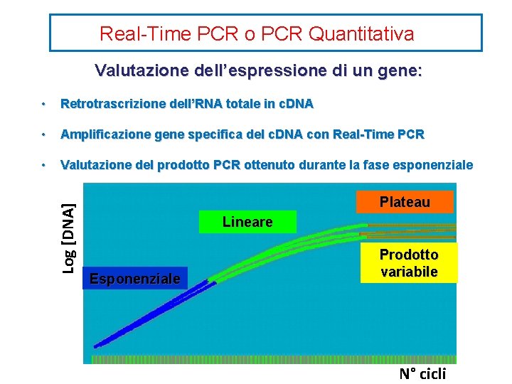 Real-Time PCR o PCR Quantitativa Valutazione dell’espressione di un gene: Retrotrascrizione dell’RNA totale in