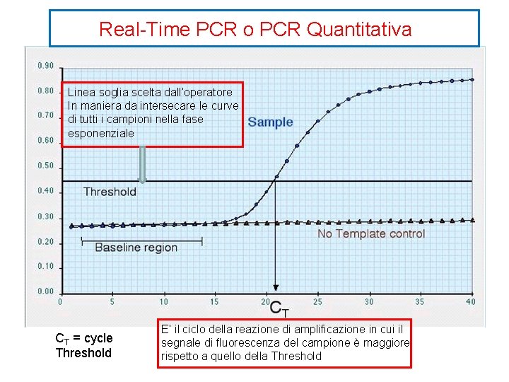 Real-Time PCR o PCR Quantitativa Linea soglia scelta dall’operatore In maniera da intersecare le