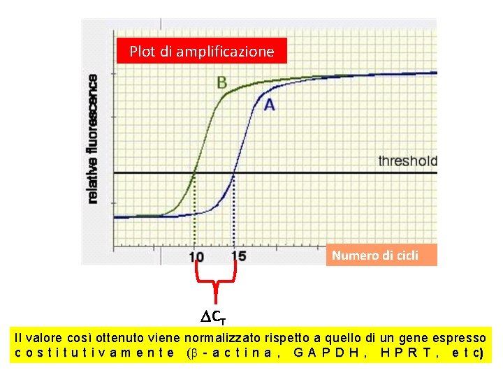 Plot di amplificazione Numero di cicli CT Il valore così ottenuto viene normalizzato rispetto