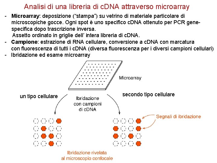 Analisi di una libreria di c. DNA attraverso microarray - Microarray: deposizione (“stampa”) su