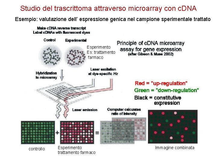 Studio del trascrittoma attraverso microarray con c. DNA Esempio: valutazione dell’ espressione genica nel