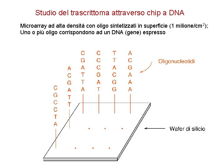 Studio del trascrittoma attraverso chip a DNA Microarray ad alta densità con oligo sintetizzati