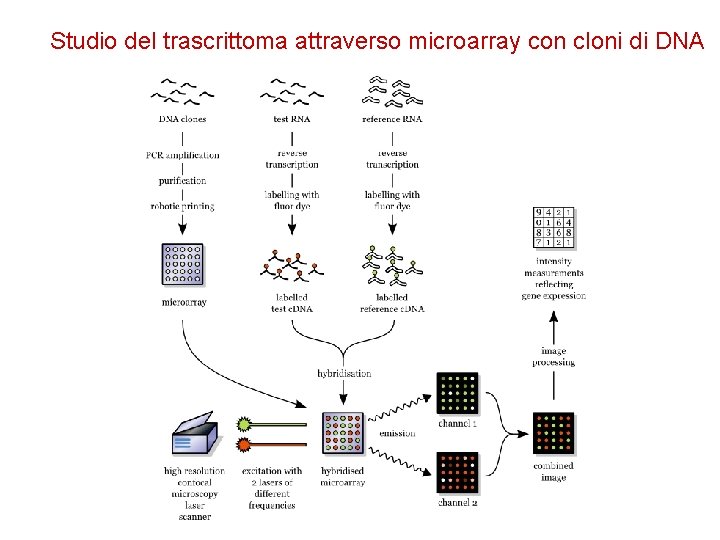 Studio del trascrittoma attraverso microarray con cloni di DNA 