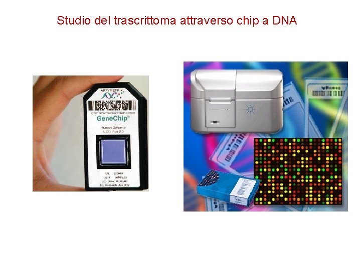 Studio del trascrittoma attraverso chip a DNA 