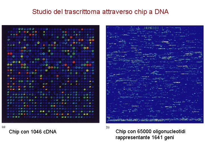 Studio del trascrittoma attraverso chip a DNA Chip con 1046 c. DNA Chip con
