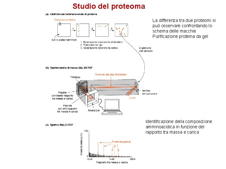 Studio del proteoma La differenza tra due proteomi si può osservare confrontando lo schema