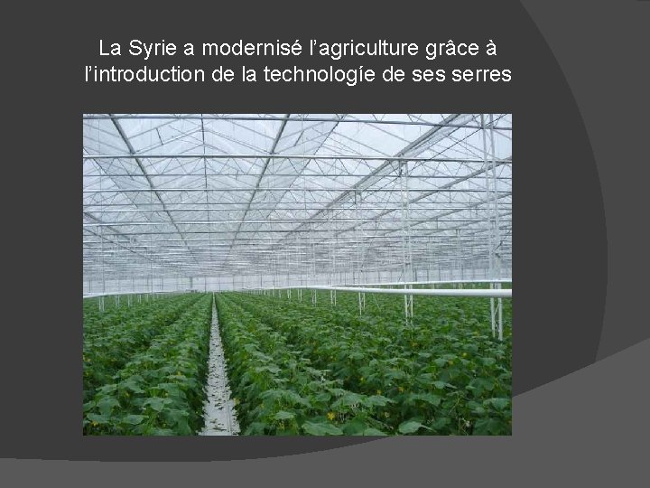 La Syrie a modernisé l’agriculture grâce à l’introduction de la technologíe de ses serres