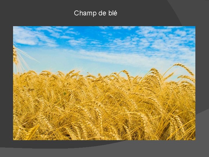 Champ de blé 