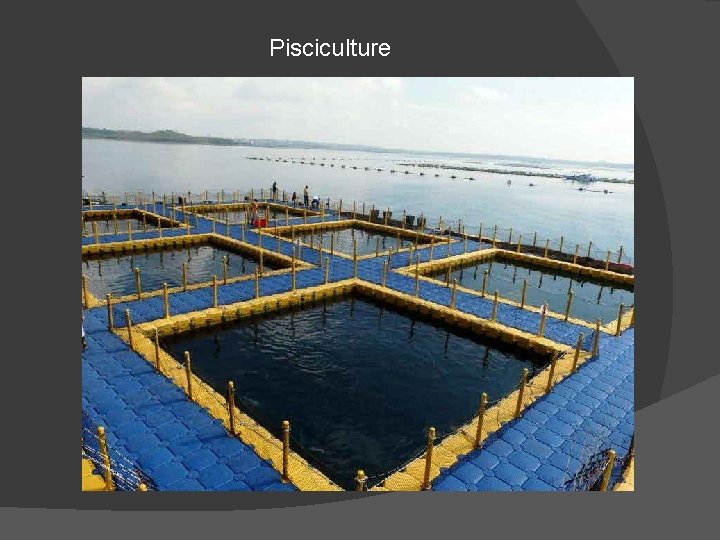 Pisciculture 