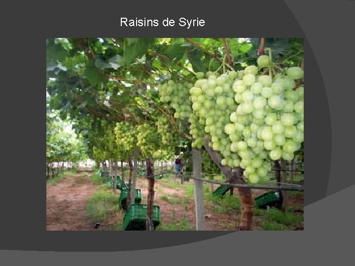 Raisins de Syrie 