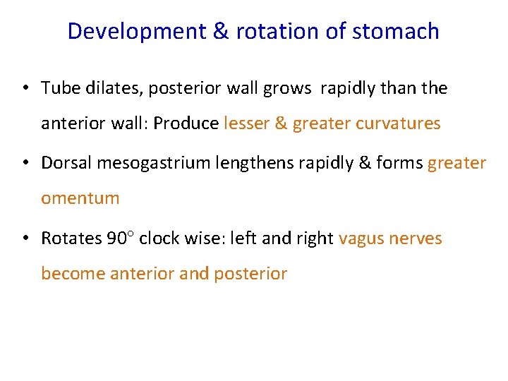 Development & rotation of stomach • Tube dilates, posterior wall grows rapidly than the