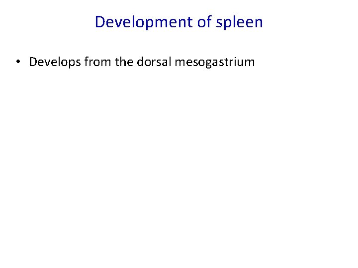 Development of spleen • Develops from the dorsal mesogastrium 