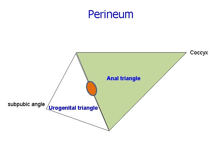 Perineum Coccyx Anal triangle subpubic angle Urogenital triangle 