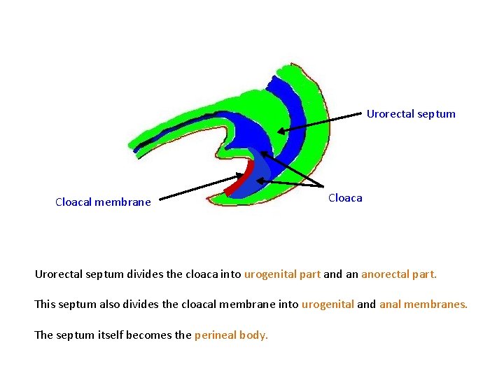 Urorectal septum Cloacal membrane Cloaca Urorectal septum divides the cloaca into urogenital part and