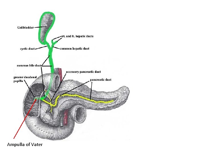Ampulla of Vater 