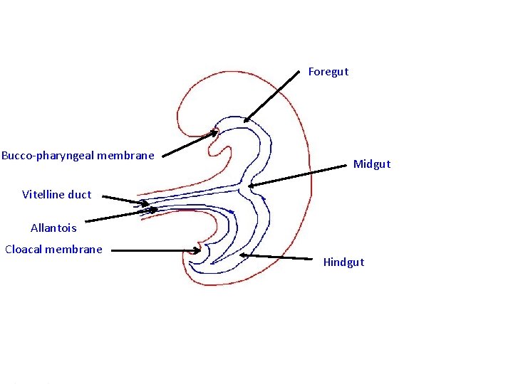 Foregut Bucco-pharyngeal membrane Midgut Vitelline duct Allantois Cloacal membrane Hindgut 