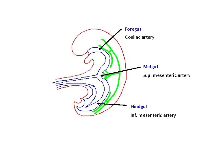 Foregut Coeliac artery Midgut Sup. mesenteric artery Hindgut Inf. mesenteric artery 