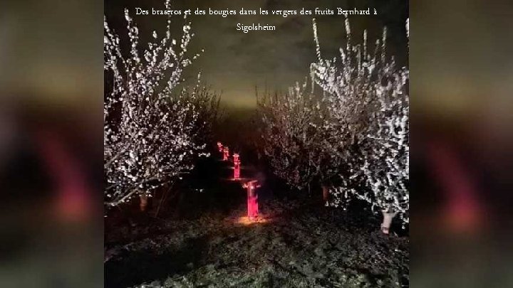 Des braseros et des bougies dans les vergers des fruits Bernhard à Sigolsheim 