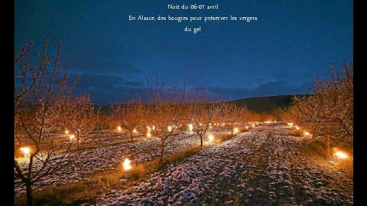 Nuit du 06 -07 avril En Alsace, des bougies pour préserver les vergers du