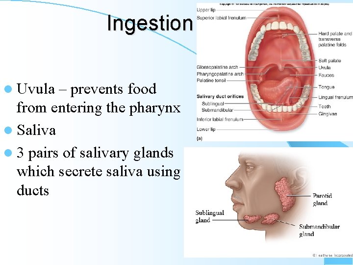 Ingestion l Uvula – prevents food from entering the pharynx l Saliva l 3