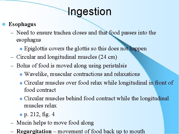 Ingestion l Esophagus – Need to ensure trachea closes and that food passes into