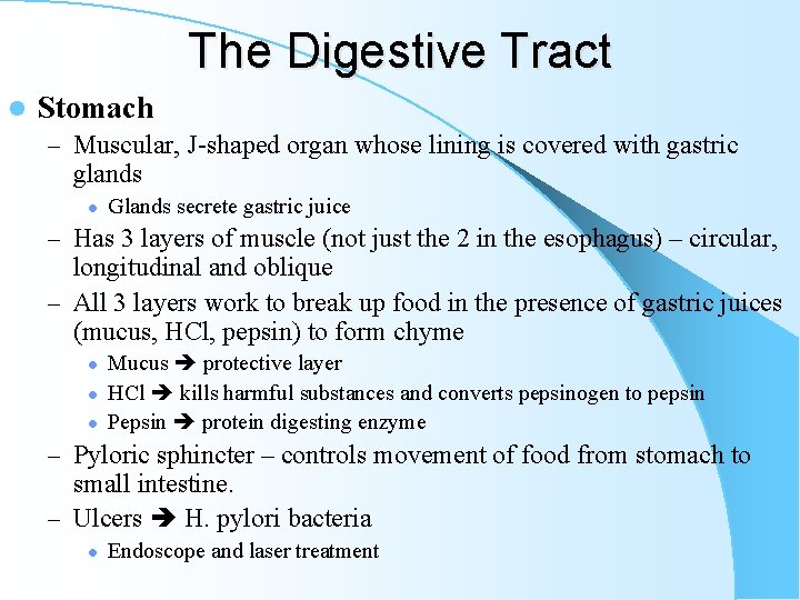 The Digestive Tract l Stomach – Muscular, J-shaped organ whose lining is covered with