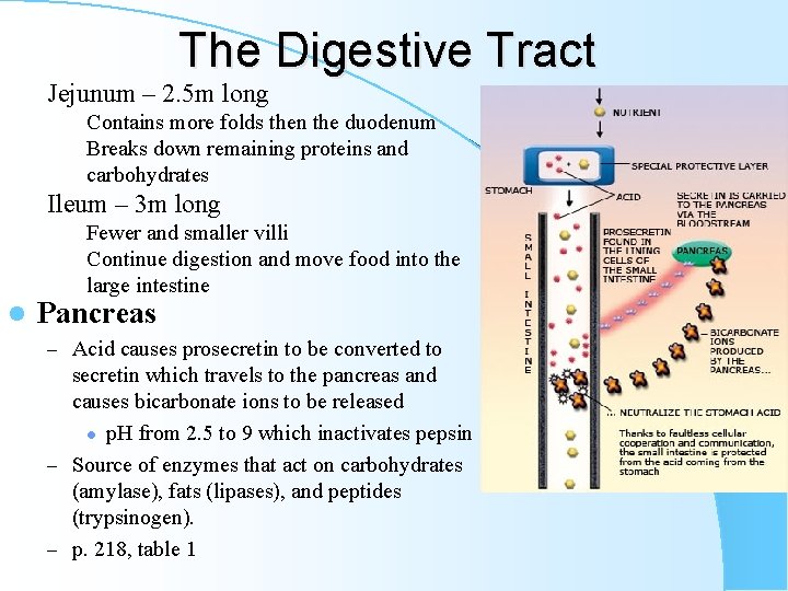 The Digestive Tract Jejunum – 2. 5 m long Contains more folds then the