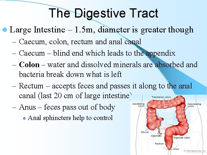 The Digestive Tract l Large Intestine – 1. 5 m, diameter is greater though