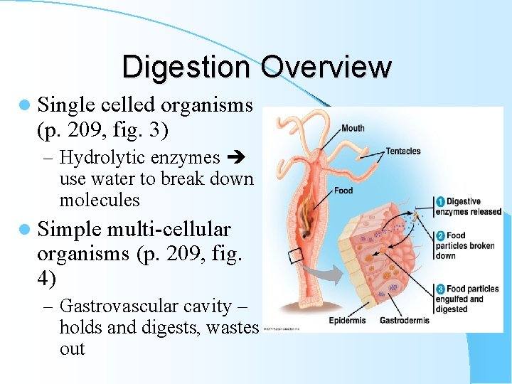 Digestion Overview l Single celled organisms (p. 209, fig. 3) – Hydrolytic enzymes use